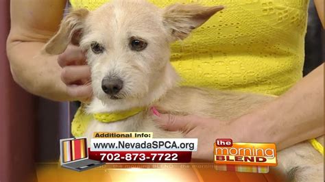 las vegas pet adoption